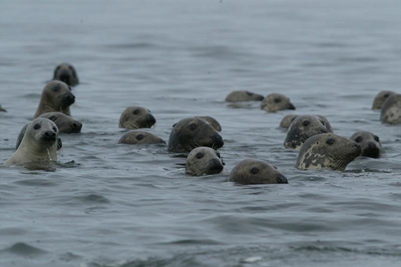 Gray seals in the water in Chatham Harbor photo copyright NOAA Fisheries taken at 