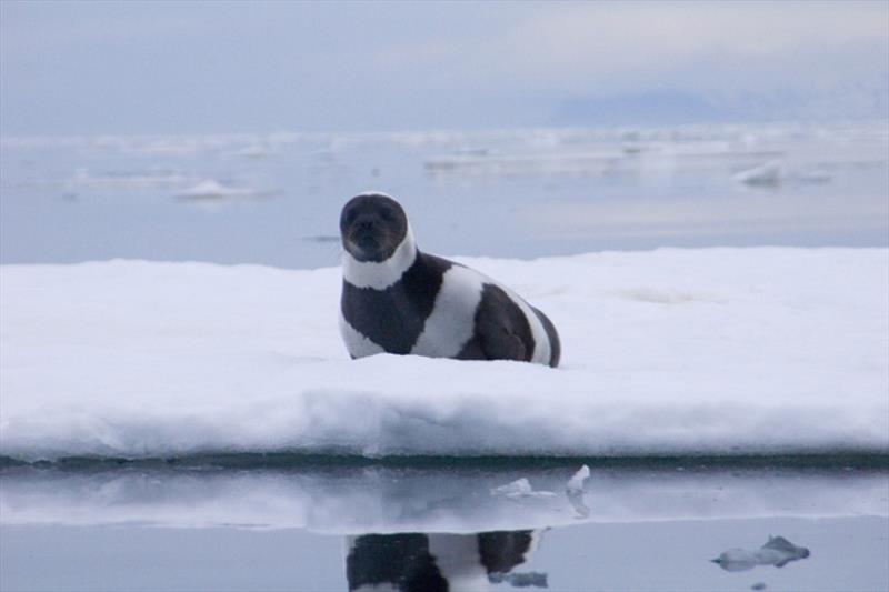 Ribbon seal - photo © NOAA Fisheries / Michael Cameron