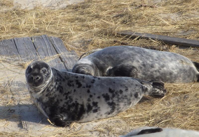 Gray seals photo copyright NOAA Fisheries taken at 