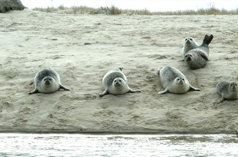 Harbor seals in Chatham, MA photo copyright NOAA Fisheries taken at 