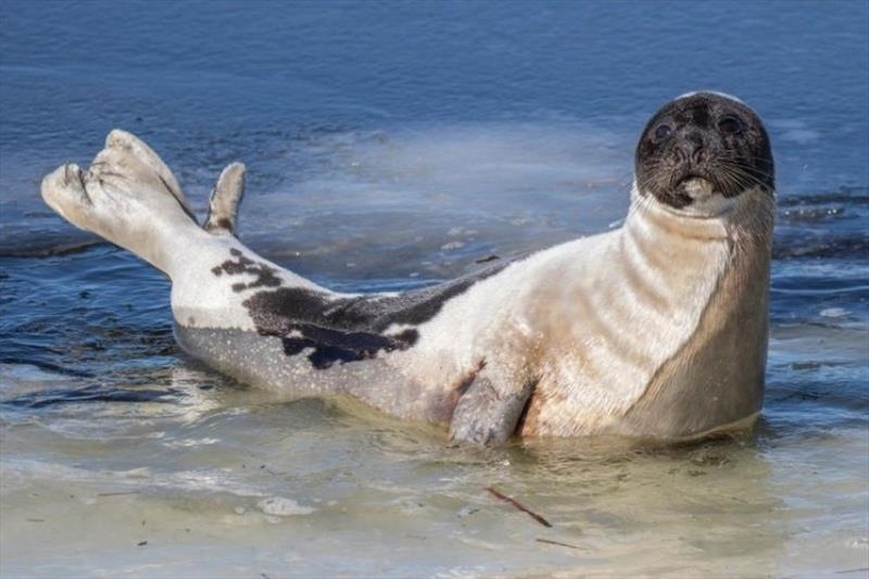 Healthy adult harp seal in Maine. - photo © Morgan Quimby / Marine Mammals of Maine