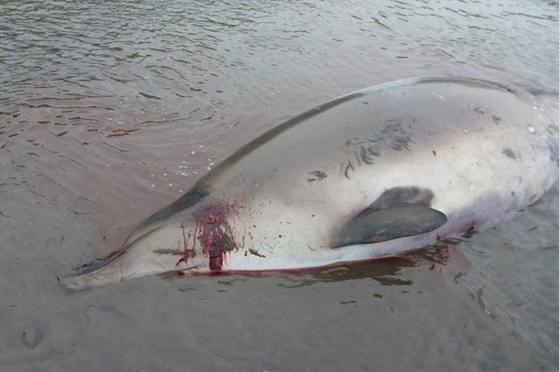 Stejneger's beaked whale found on NavFac Beach, Adak Island, Alaska on August 3, 2018 photo copyright NOAA Fisheries taken at 