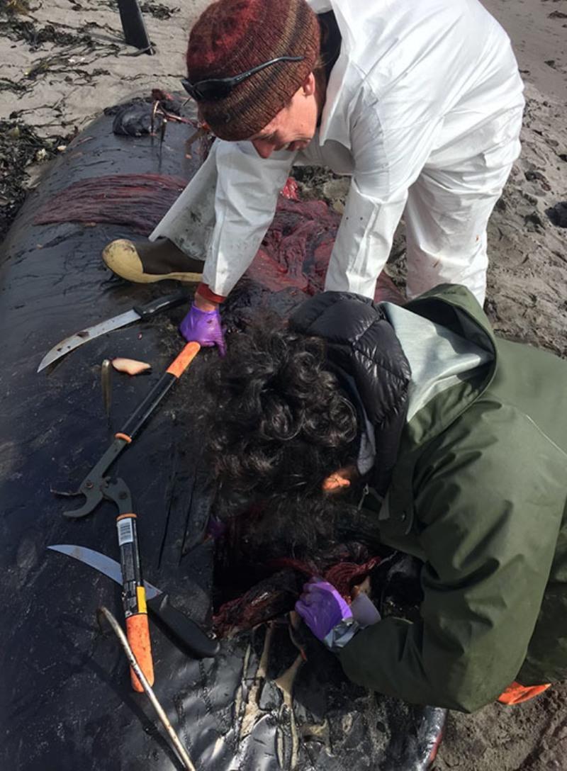 Sadie Wright and Sonia Kumar conduct a necropsy on one of the stranded whales. - photo © NOAA Fisheries