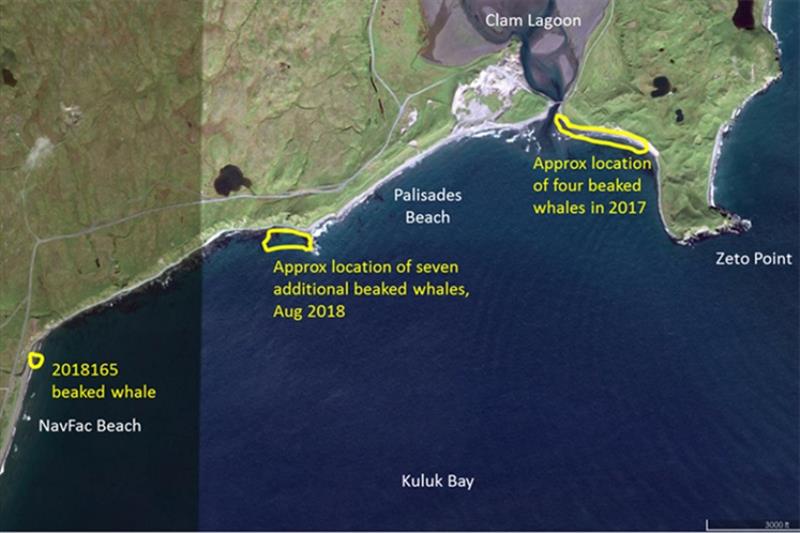 Satellite image showing the location of the eight Stejneger's beaked whales necropsied in August 2018, and the approximate location of the four Stejneger's beaked whales that stranded in July 2017 on Adak Island, Alaska. - photo © NOAA Fisheries