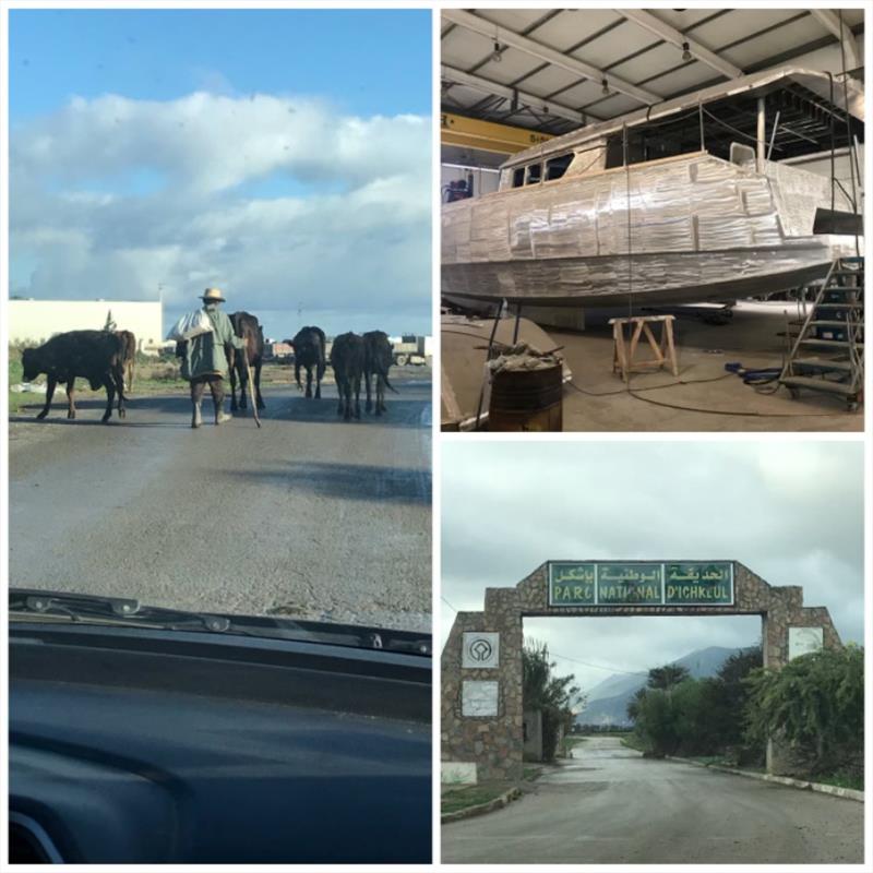 Road Trip in Northern Tunisia. A local Shepard with his cows on the road (you know they are true Shepards when they have a stick!). The aluminium boat factory and the Ichkeul National Park (closed) - photo © SV Red Roo