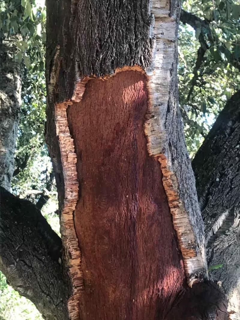 Cork tree in the Ayn Darahim Mountains - photo © SV Red Roo