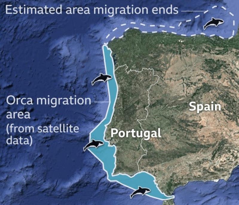 Orca whales migration area off the coast of Portugal and NW Spain - photo © Noonsite