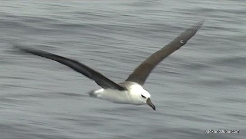 Albatross photo copyright jackandjude.com taken at 