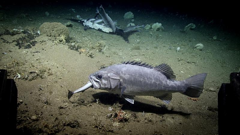 A commercially targeted wreckfish captures and eats a shark in front of a newly fallen billfish in a field of corals and sponges off South Carolina photo copyright NOAA Office of Ocean Exploration and Research taken at 