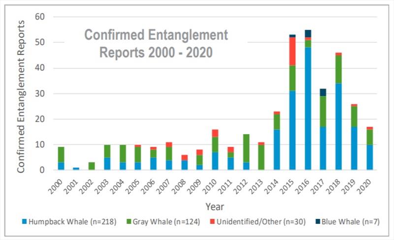The number of confirmed entanglements by species reported to the West Coast Region each year from 2000 to 2020 photo copyright NOAA Fisheries taken at 