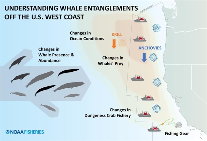 Whale entangelement graphic photo copyright Su Kim, NOAA taken at 