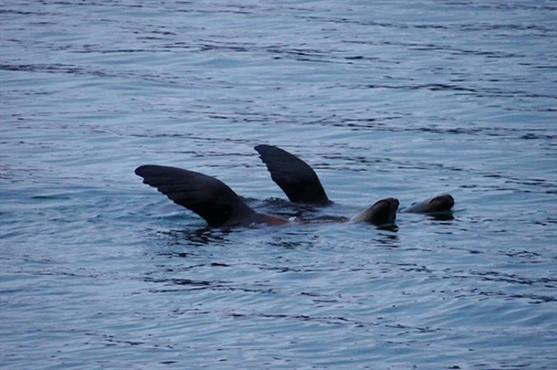 Thermoregulation photo copyright NOAA Fisheries / Kim Raum-Suryan taken at 