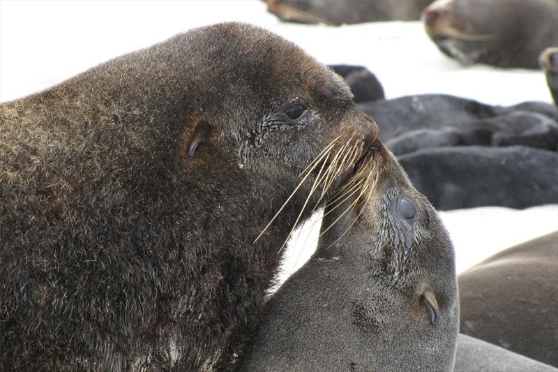 Adult male and female northern fur seals - photo © NOAA Fisheries