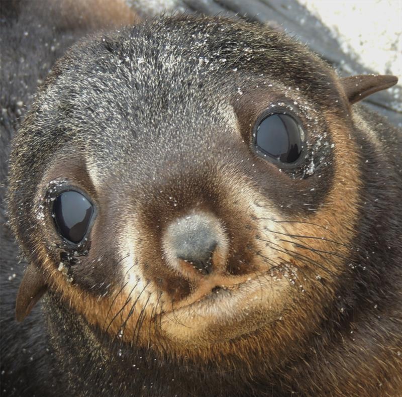 Northern fur seal pup - photo © NOAA Fisheries