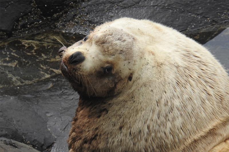 Adult male Steller sea lion photo copyright NOAA Fisheries taken at 