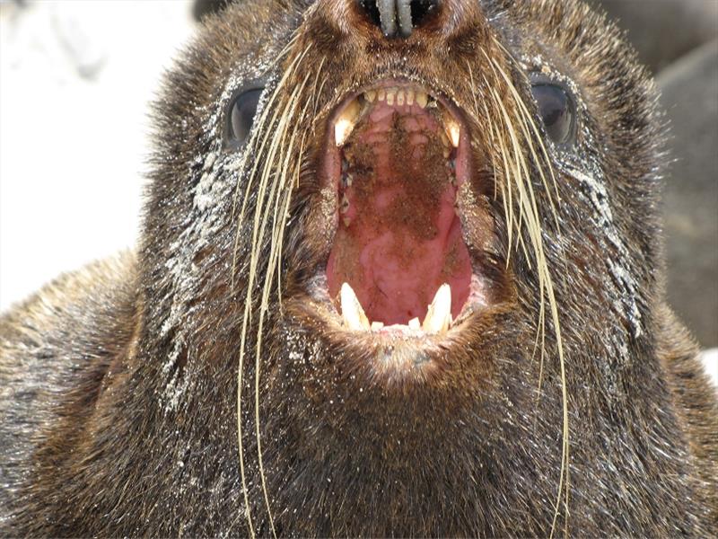 Male northern fur seal photo copyright NOAA Fisheries taken at 