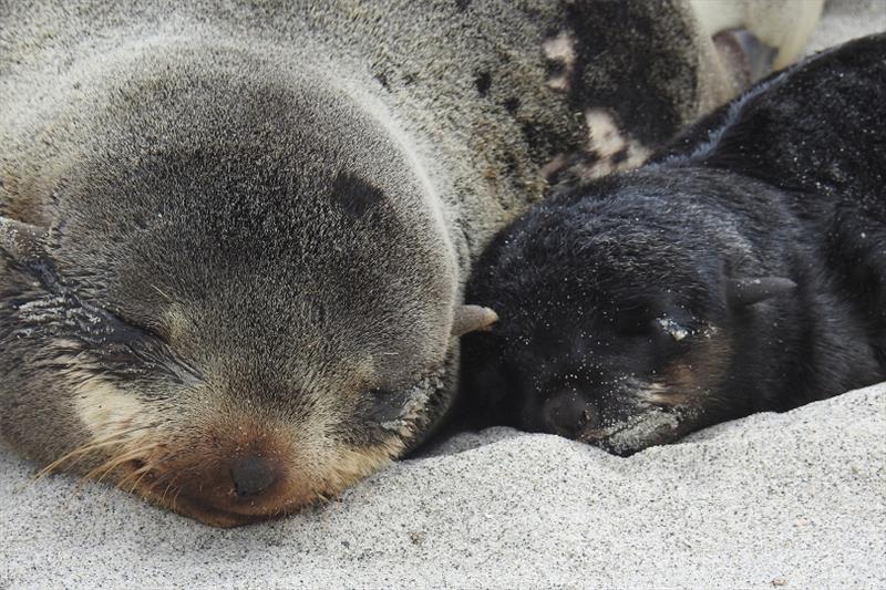 Northern fur seal mother and pup - photo © NOAA Fisheries