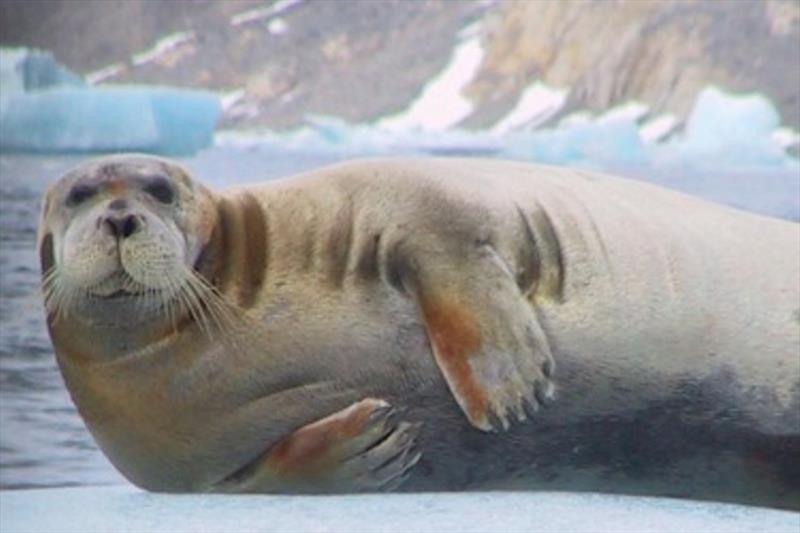 Bearded and other ice-associated seals are the primary prey of Chukchi Sea polar bears photo copyright NOAA Fisheries taken at 