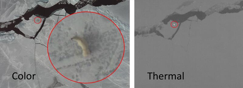 Digital color photograph and infrared imagery of a polar bear on Chukchi Sea ice. - photo © NOAA Fisheries