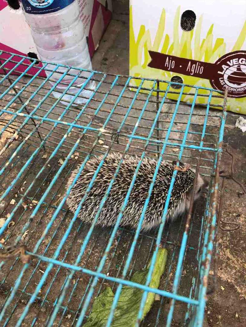 A hedgehog for sale in the Medina photo copyright SV Red Roo taken at 