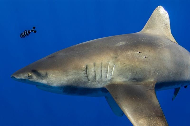 This oceanic whitetip shark is more than 6 feet long. The circular markings next to its dorsal fin were likely caused by a giant squid. - photo © Deron Verbeck, iamaquatic.com.