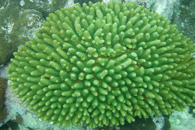 Colony of Acropora globiceps, Tutuila, American Samoa - photo © Doug Fenner