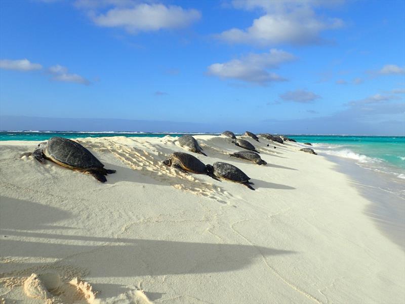 Green sea turtles bask along the shores of French Frigate Shoals, Northwestern Hawaiian Islands. - photo © NOAA Fisheries / Marylou Staman