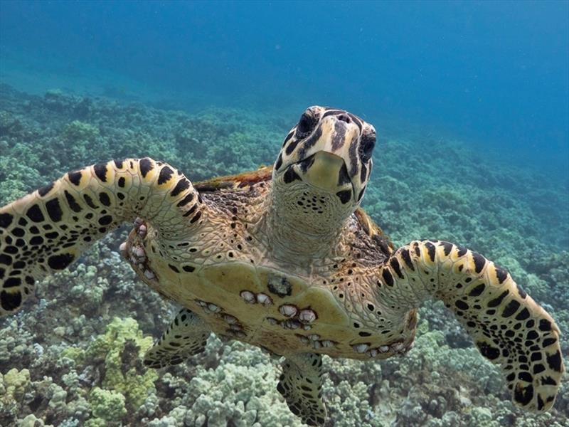 A hawksbill sea turtle in western Maui, Hawaii photo copyright NOAA Fisheries taken at 