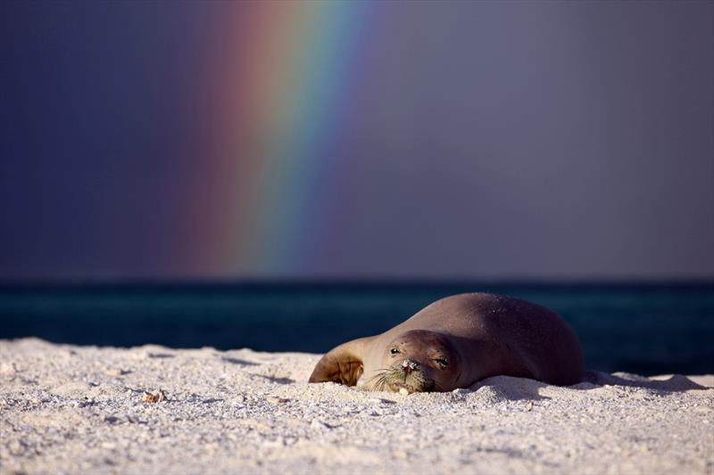 Hawaiian monk seal rests on a beach in the Northwestern Hawaiian Islands photo copyright NOAA Fisheries taken at 