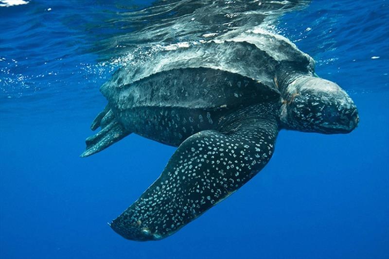 A leatherback's mouth and throat have backward-pointing spines that help retain gelatinous prey photo copyright NOAA Fisheries taken at 