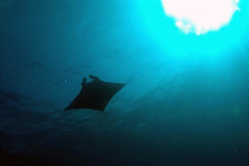 Manta ray - photo © GP Schmahl, Flower Garden Banks National Marine Sanctuary