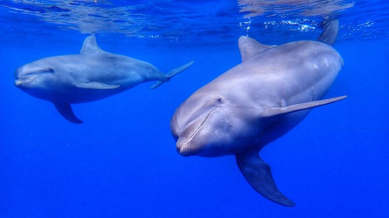 Rangiroa snorkelling with dolphins - photo © Two Drifters