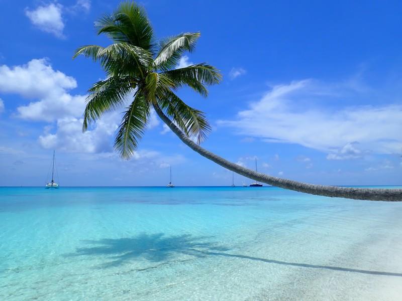 Fakarava Palm Tree - photo © Two Drifters