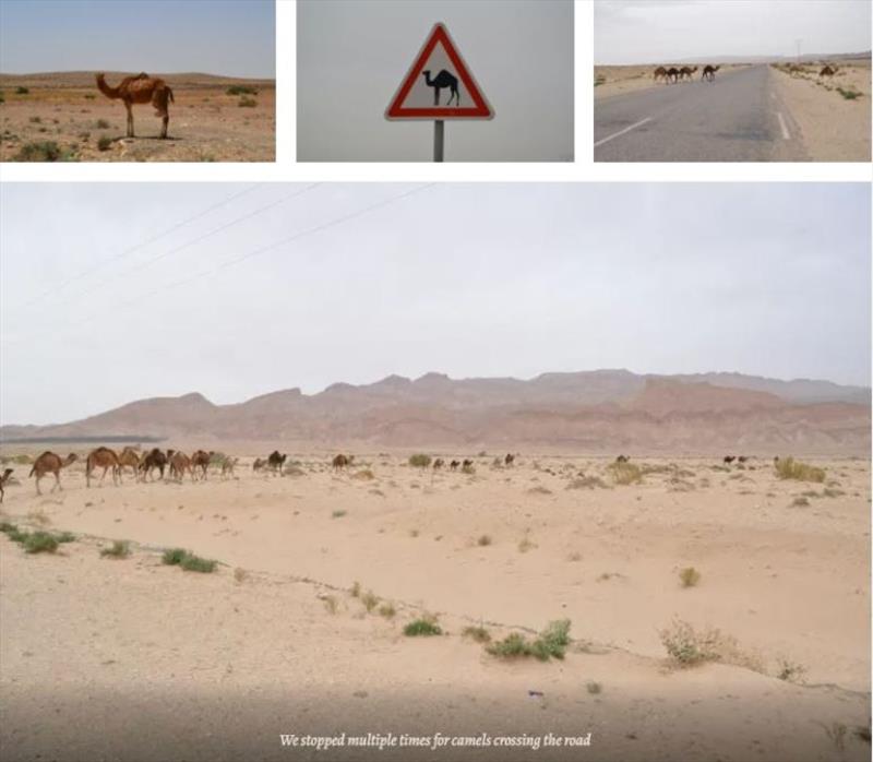 We stopped multiple times for camels crossing the road - photo © SV Red Roo