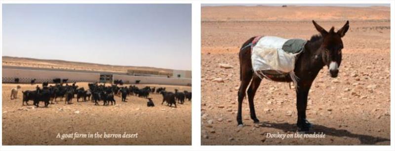 (left) a goat farm in the barren desert, (right) donkey on the road side. - photo © SV Red Roo