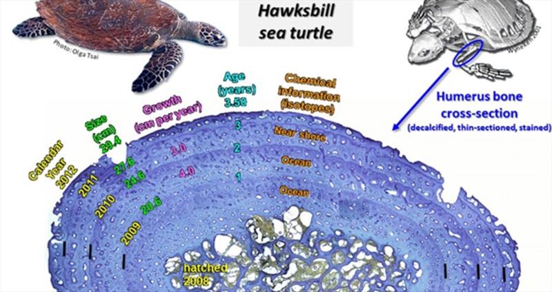 A Hawksbill sea turtle humerus bone year to year (size, growth in centimeters per year, age, chemical information - ocean and nearshore) with the middle indicating the year the sea turtle was hatched. Research conducted under NOAA permit #21233 photo copyright NOAA Fisheries taken at 