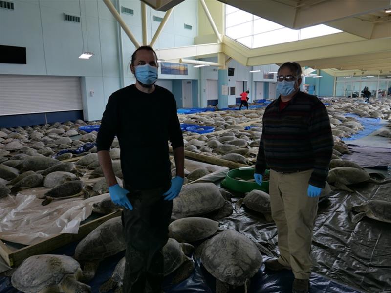 Veterinarians Dr. Brian Stacy (NOAA Fisheries) and Dr. Tom deMaar (Gladys Porter Zoo) with thousands of cold stunned green turtles recovering at South Padre Island Convention Center. Activities authorized by NOAA Fisheries and US Fish and Wildlife Service photo copyright NOAA Fisheries taken at 