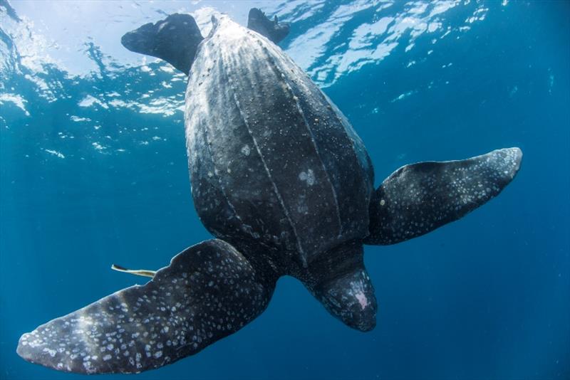 Leatherback turtle in the Kei Islands photo copyright Scubazoo / Jason Isley taken at 