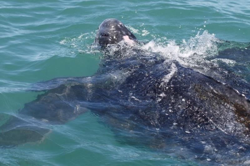 Hawksbill sea turtle - photo © NOAA Fisheries