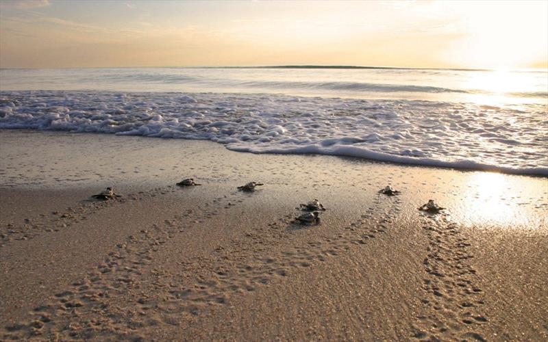 Loggerhead hatchlings - photo © NOAA Fisheries