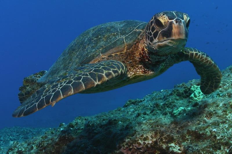 A green sea turtle at Midway Atoll in Papahanaumokuakea Marine National Monument photo copyright James Watt / NOAA Office of Marine National Sanctuaries taken at 