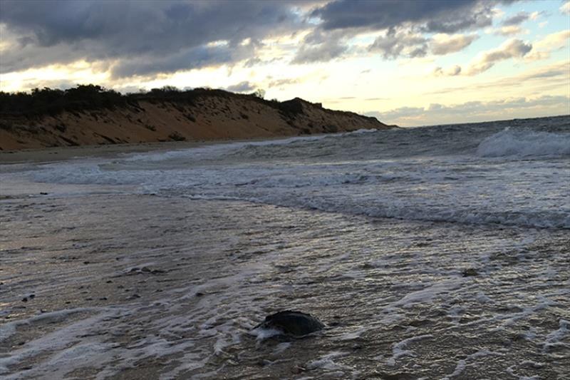 A cold-stunned Kemp's ridley sea turtle washes up on a Wellfleet, Massachusetts beach. - photo © NOAA Fisheries