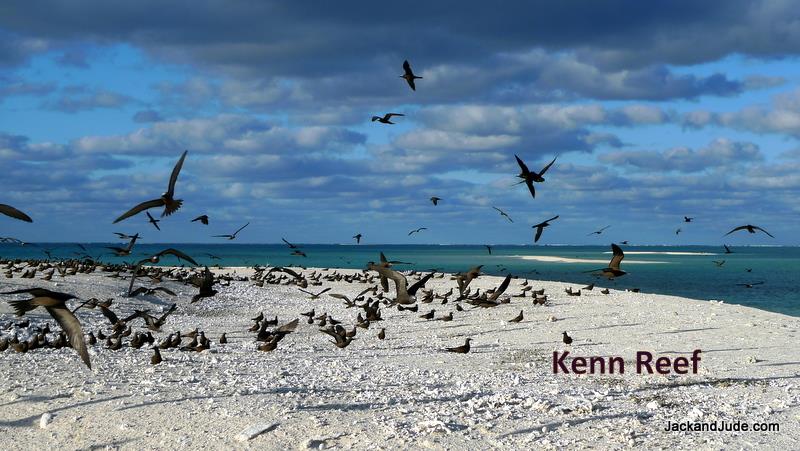 Beautiful young coral cays hosting nesting Noodies - photo © jackandjude.com