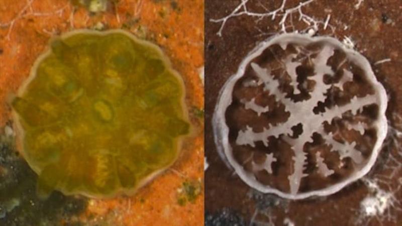 A three-week-old coral polyp (left), and its delicate skeleton (right), demonstrate how corals respond to increasing ocean acidification, which can impair their ability to build their calcium carbonate skeletons photo copyright Elizabeth Drenkard / Woods Hole Oceanographic Institution taken at 