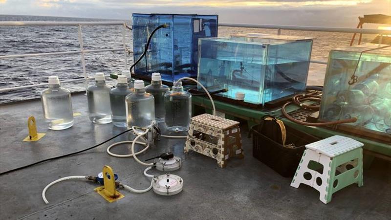 Incubation experiments at sea - 10L containers filled with seawater and added alkalinity were used. They were incubated in large blue tanks in background, which held them at a sea surface temperature and light level that is found at water depth of 15m. - photo © Ashley Maloney / Princeton University