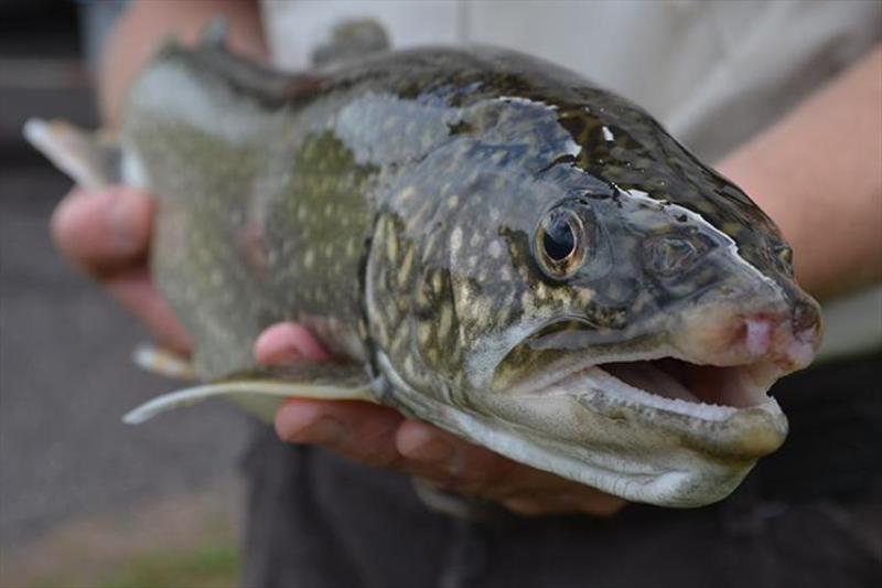 Habitat restoration supports important Great Lakes fisheries, such as lake trout. - photo © U.S. Fish and Wildlife Service