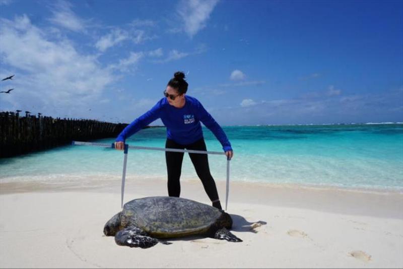 A two-person team arrived at Lalo early in the season. Here, Brittany Clemans measures the size of an adult male found resting on land. When turtles mature, male turtles have longer, thicker tails than female turtles. - photo © NOAA Fisheries