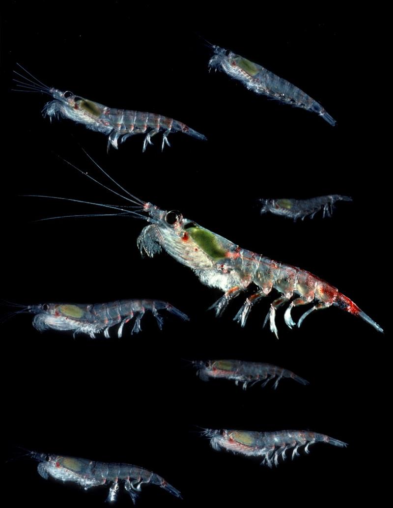 Antarctic krill (Euphausia superba) photo copyright British Antarctic Survey taken at 