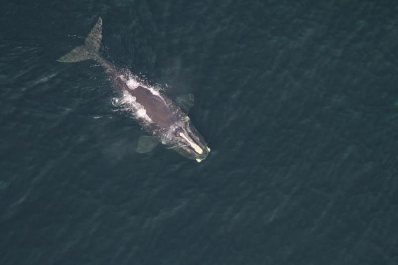 Unique light colored patches of tissue on the whale's head help identify each individual photo copyright NOAA Fisheries / Peter Duley taken at 