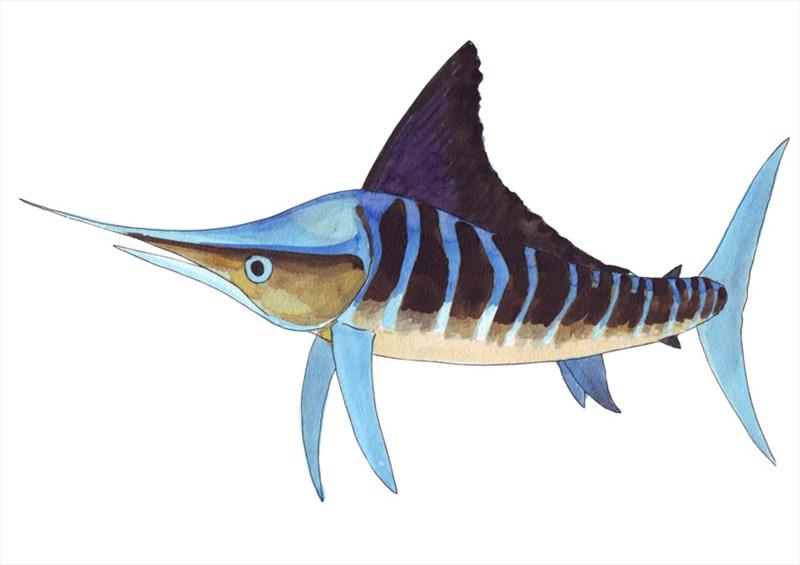 Striped marlin photo copyright Quarto taken at 